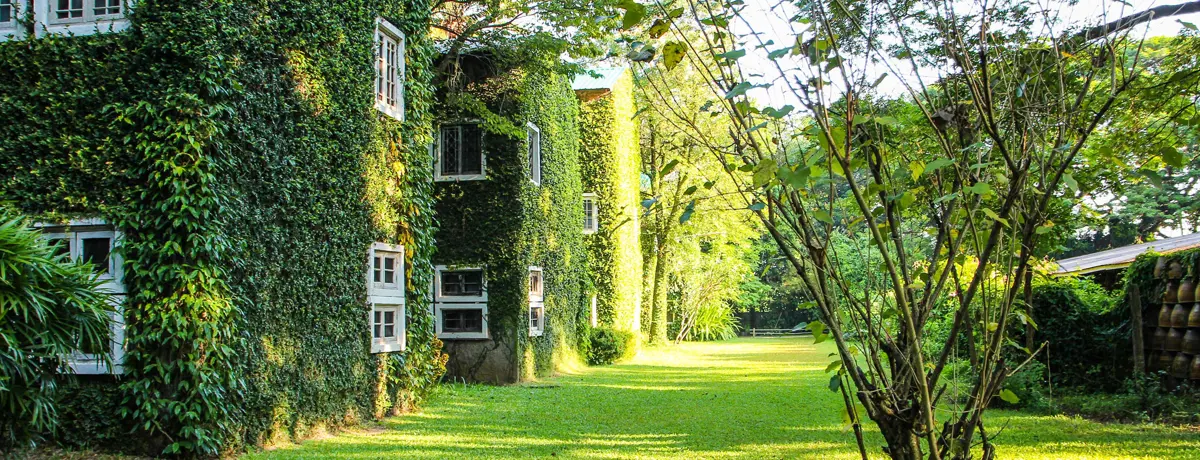 De gevels van een gebouw zijn bijna volledig bedekt met klimplanten. Rond het gebouw liggen een grasveld en verschillende bomen. Les façades d’un bâtiment sont presque entièrement recouvertes de plantes grimpantes. Une pelouse et plusieurs arbres entourent le bâtiment.